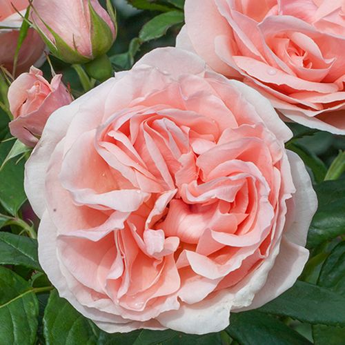 Gärtnerei - Rosa Donatella® - rosa - teehybriden-edelrosen - stark duftend - Michèle Meilland Richardier - -